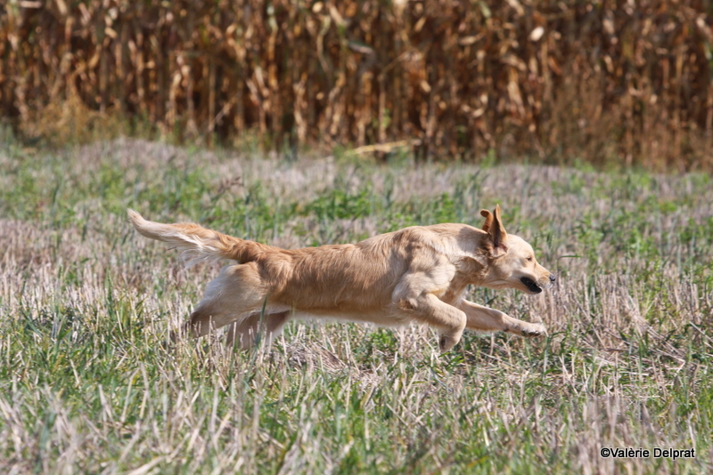 Field Erstein 09 (32).JPG